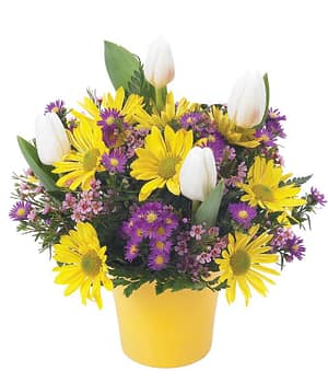 Sunshine and Tulips