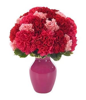 Sweetest Carnations