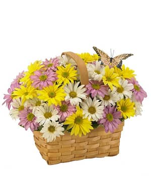 Daisy A Day Basket
