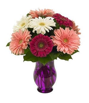 Gerbera Wishes