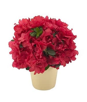 Abundant Azalea