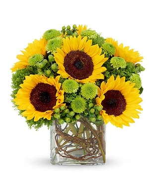 Sunflower Surprise