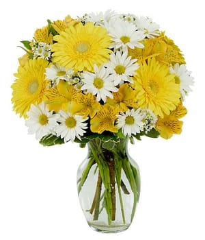 Daisy a Day Bouquet