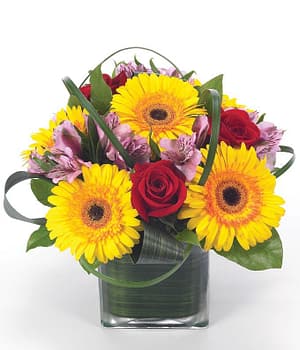 The Gerbera