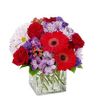 Red & Purple Brilliance