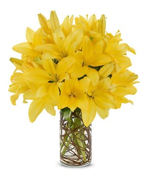 Simply Lily - Yellow