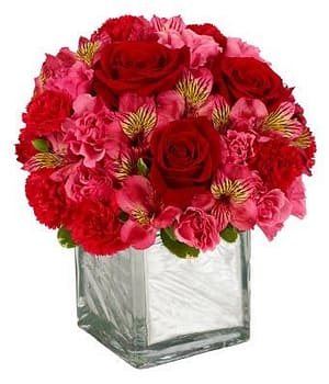 Modern Red Rose Reflection