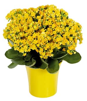 Yellow Kalanchoe Plant