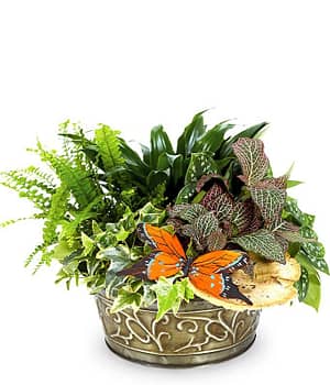 Local Dish Garden