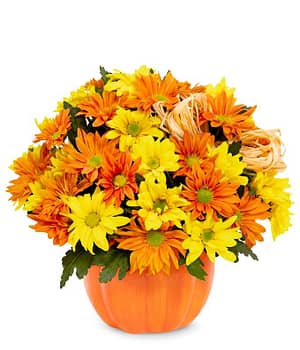 The Daisy Pumpkin Patch