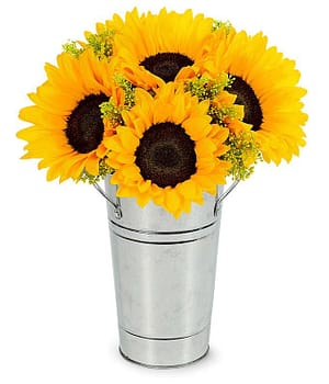Fresh Sunflower Harvest