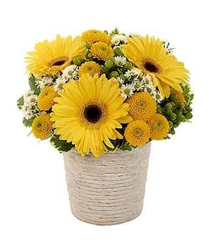 Full of Daisy Bouquet