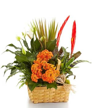 Large Blooming Dish Garden Basket