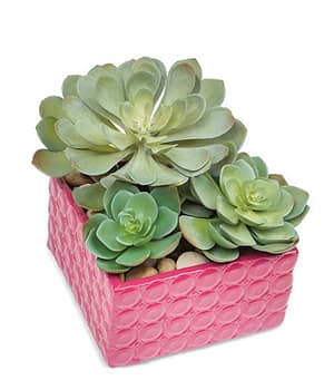 Succulent Plant