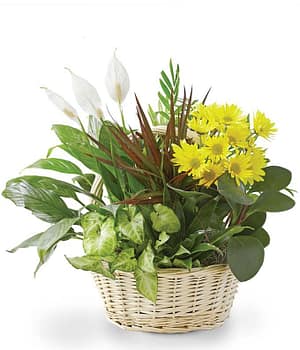 Flowering Dish Garden