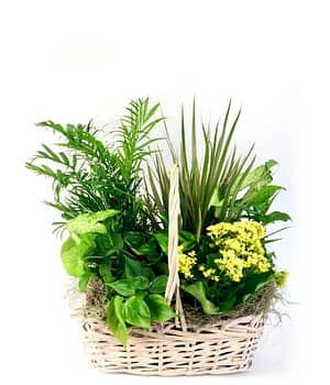 Local Dish Garden