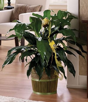 Peace Plant