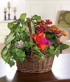 Kalanchoe Garden Basket