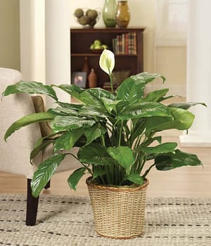 Peace Lily in Plant