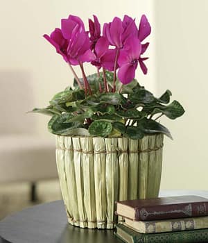 Classy Cyclamen