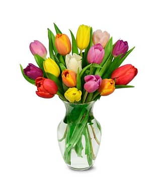 Colorful Tulips