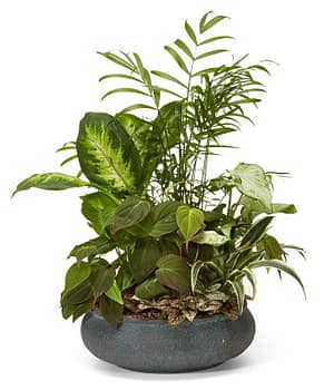 Premium Dish Garden