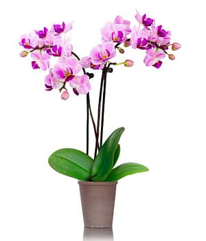 Graceful Mini Orchid