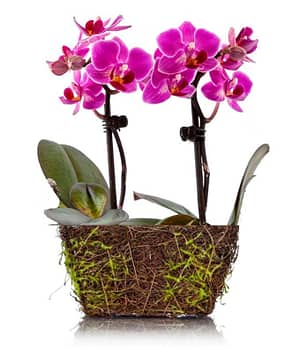 Wood Twig Mini Duo Orchid