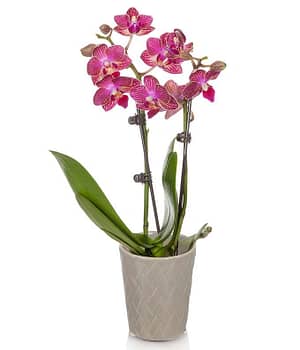 Elegant Pink Mini Orchid