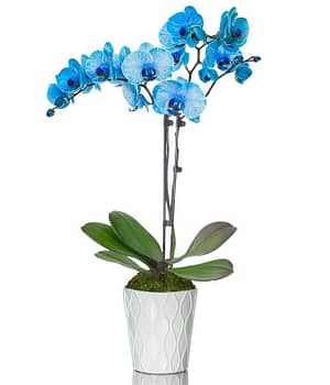 Blue Orchids