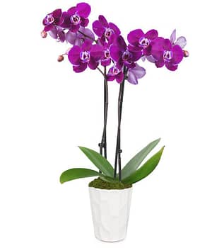 Purple Orchid in White