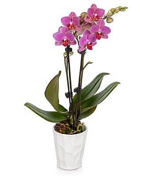 Local Pink Orchid Plant