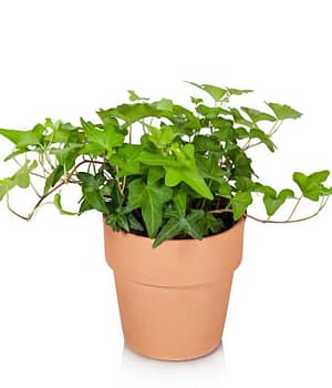 Ivy Foliage Plant