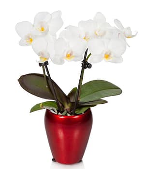 Campfire Mini Orchid