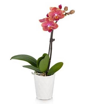 Gentle Breeze Mini Orchid