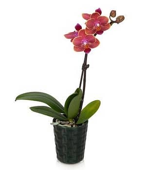 Dark Forest Mini Orchid