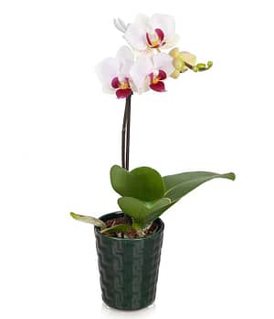 Pink Dream Mini Orchid