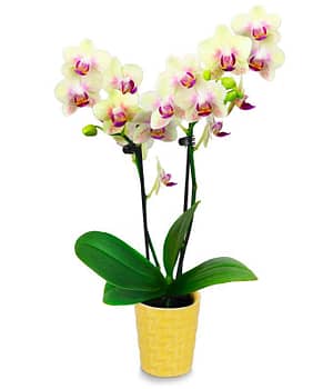 Sunshine Glow Mini Orchid
