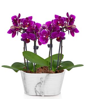 Picturesque Purple Mini Orchid