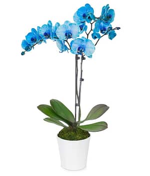 Sapphire Lights Orchid