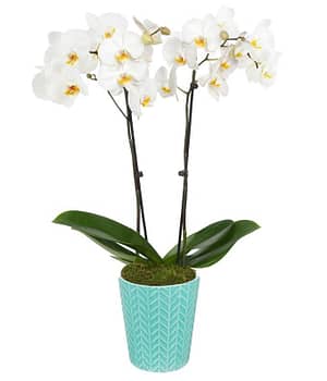 Seafoam Breeze Orchid