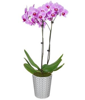 Pastel Reflections Orchid