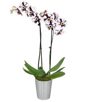 Dainty Dappled Orchid