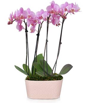 Ballet Bliss Orchid