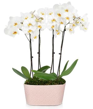 Pink Lace Orchid