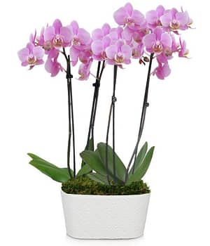 Pure Love Orchid Plant