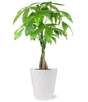 Lucky Money Tree