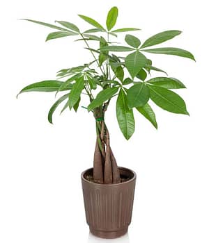 Let Money Tree