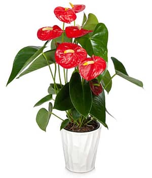 Classic Anthurium Plant