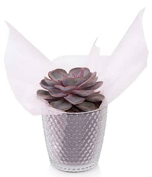 Princess Succulent